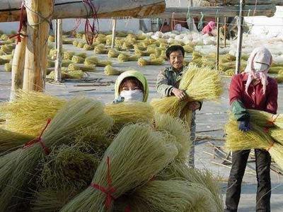 红薯粉条价格差异的背后 从原材料到餐桌的品质与流通博弈